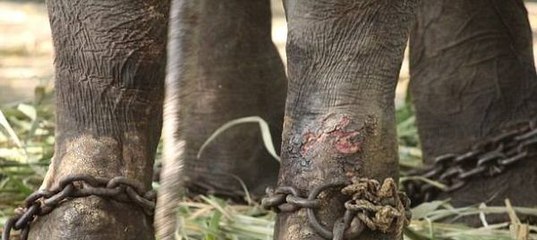 petition: Rescue Gajraj the Elephant from the Satara Temple&#33;